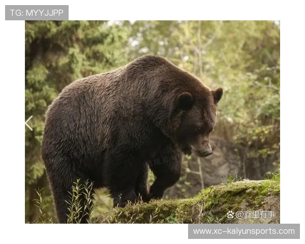 俄罗斯黑熊闯入城市致命事件引关注，俄罗斯黑熊犬
